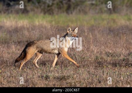 Coyote (Canis latrans), a presumable natural hybrid with red wolf (Canis rufus) running in a wet meadow, Galveston, Texas, USA. Stock Photo