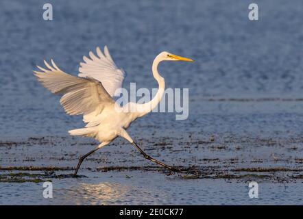 Great egret (Ardea alba) running in shallow water near the lake coast in an attempt to disturb little fish for dinner, Chok Canyon State Park, Texas, Stock Photo