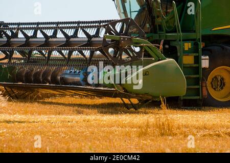 Agricultural machinery collects yellow wheat crop in open field on a sunny bright day Stock Photo