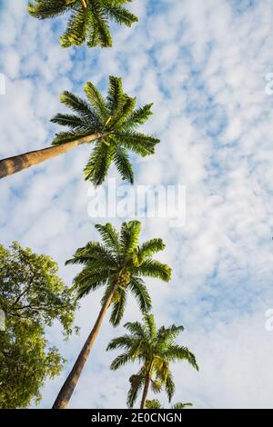 Palm trees seen from below Stock Photo