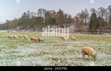 SCOTLAND, Thirlestane Castle, Scottish Borders, UK. 31st Dec, 2020. UK Winter sunshine weather. Frosty cold conditions at Thirlestane Castle, Lauder, Scottish Borders. Sheep graze in fields near the castle. Credit: phil wilkinson/Alamy Live News Stock Photo