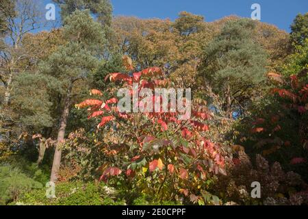 Bright Red Autumn Leaves on an American Sweetgum Tree (Liquidambar styraciflua) Growing in Garden in Rural Devon, England, UK Stock Photo