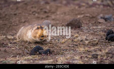 Giant molerat,Bale mountains national park, Ethiopia Stock Photo