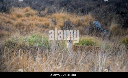 Bohor redbuck, Bale mountains national park, Ethiopia Stock Photo