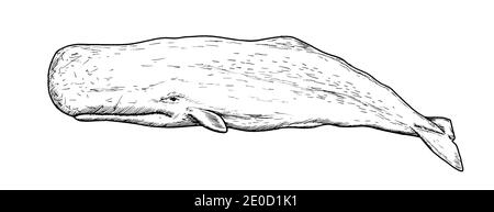 how to draw a sperm whale