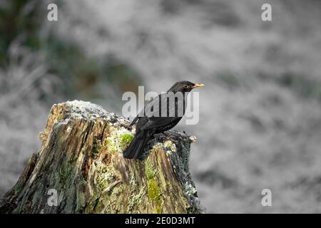 Blackbird male perched on a frosty tree stump in Scotland in the winter time Stock Photo