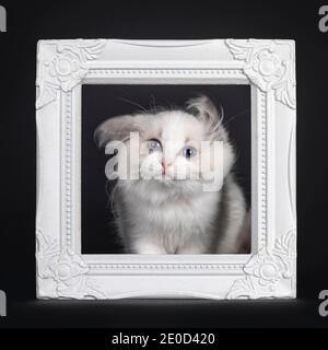 Adorable Ragdoll cat kitten, standing throught white photo frame. Shaking head with floppy ears. Looking towards lens with mesmerizing blue eyes. Isol Stock Photo