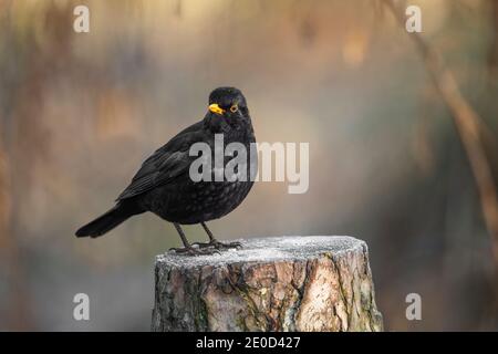 Blackbird male perched on a frosty log in a forest in the winter in Scotland, close up Stock Photo