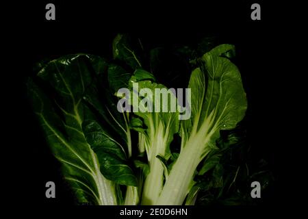 wet bok choy or chinese cabbage edible leaves closeup isolated on black background Stock Photo