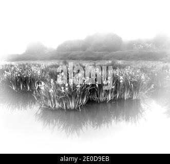 Black and white photograph taken from inside the water in a swamp on a misty morning with the lilies in bloom Stock Photo
