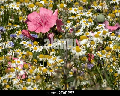 Pink flowers of the annual mallow Photo: Bo Arrhed Stock Photo