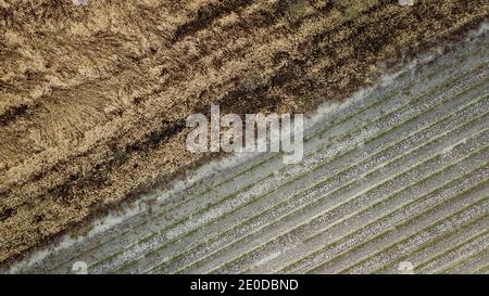 Aerial view of dried grass and green seedlings growing in waterless soil of agricultural field during drought Stock Photo