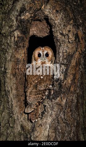 Tawny Owl (Strix aluco) bird of prey at night, brown owl against a dark background camouflaged in a tree trunk. Stock Photo