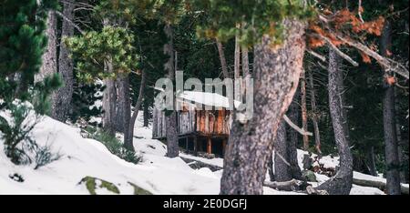 Small shabby wooden cabin located in snowy forest with lush green coniferous trees on winter day Stock Photo