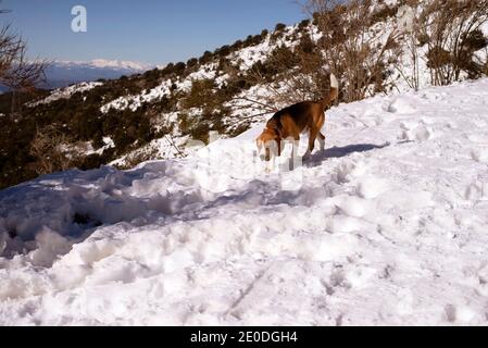 Adorable Beagle dog walking on snowy slope in highland area in Matagalls on sunny day Stock Photo