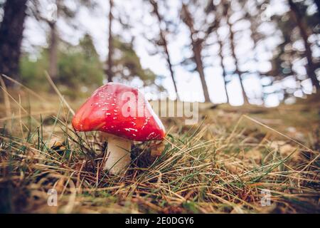 Red fly agaric mushroom growing in dry grass in woods in autumn at daytime Stock Photo