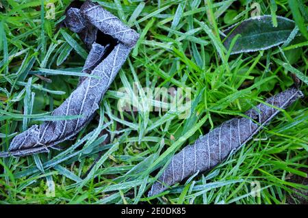 Portland. 31st December 2020. UK Weather. Frost-covered leaves on the Isle of Portland; normally frost-free, being surrounded by the sea. Credit: stuart fretwell/Alamy Live News Stock Photo