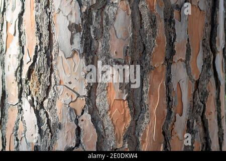 bark of a pine tree, high quality Stock Photo