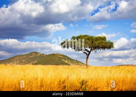 Panorama of a lonely tree in Savanna in Kenya over cloud background Stock Photo