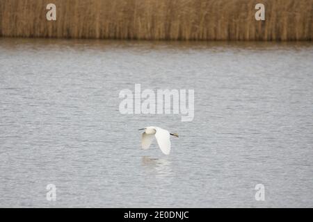 Great Egret (Casmerodius albus) in flight over a lake in England, UK. egret flying over water with reeds in the background. Stock Photo