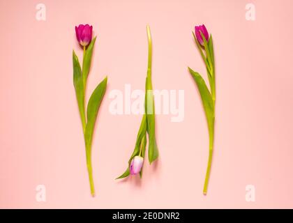 Spring composition, three tulips arrangements on a pink pastel background, top view, frame, border, pretty card with flowers for Mothers day, wedding Stock Photo