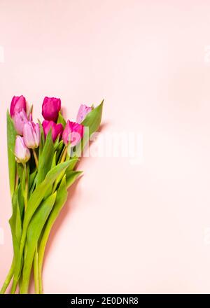 Vertical Spring composition, tulips arrangements on a pink background, top view, frame, border, pretty card with flowers for Mothers day, wedding or h Stock Photo