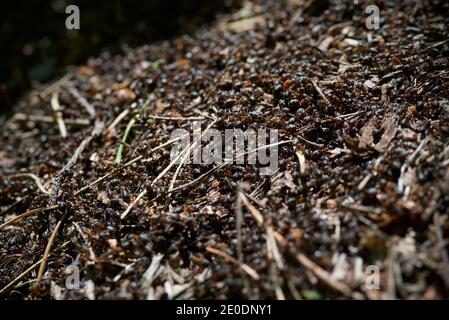 Red wood Ant (formica rufa) nest in the UK, made from pine needles and leaves, up close using a macro lens showing the worker ants Stock Photo