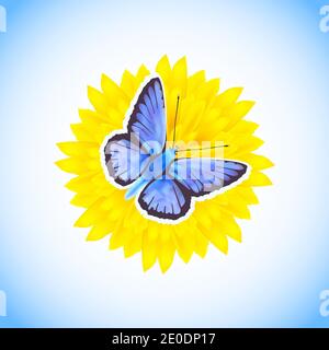 Beautiful blue butterfly - Icarus Polyommatus sitting on a yellow flower isolated on white and blue background.Vector illustration. Stock Vector