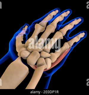 3D Illustration, Muscle is a soft tissue, Muscle cells contain proteins , producing a contraction that changes both the length and the shape Stock Photo