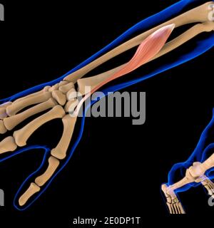 3D Illustration, Muscle is a soft tissue, Muscle cells contain proteins , producing a contraction that changes both the length and the shape Stock Photo