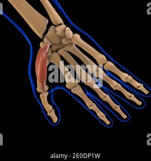 3D Illustration, Muscle is a soft tissue, Muscle cells contain proteins , producing a contraction that changes both the length and the shape Stock Photo