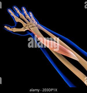 3D Illustration, Muscle is a soft tissue, Muscle cells contain proteins , producing a contraction that changes both the length and the shape Stock Photo