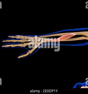 3D Illustration, Muscle is a soft tissue, Muscle cells contain proteins , producing a contraction that changes both the length and the shape Stock Photo