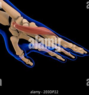 3D Illustration, Muscle is a soft tissue, Muscle cells contain proteins , producing a contraction that changes both the length and the shape Stock Photo