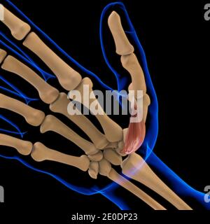 3D Illustration, Muscle is a soft tissue, Muscle cells contain proteins , producing a contraction that changes both the length and the shape Stock Photo