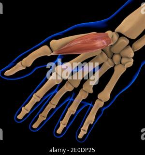 3D Illustration, Muscle is a soft tissue, Muscle cells contain proteins , producing a contraction that changes both the length and the shape Stock Photo