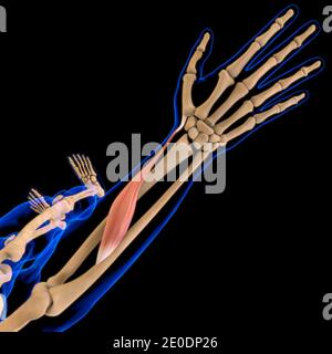 3D Illustration, Muscle is a soft tissue, Muscle cells contain proteins , producing a contraction that changes both the length and the shape Stock Photo