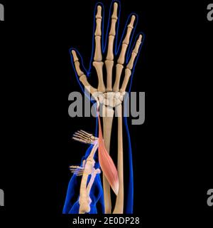 3D Illustration, Muscle is a soft tissue, Muscle cells contain proteins , producing a contraction that changes both the length and the shape Stock Photo