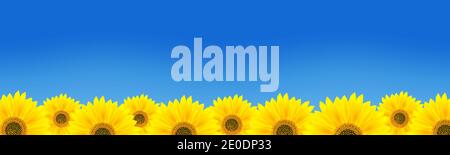 Sunflowers field against the blue sky.Vector illustration. Stock Vector