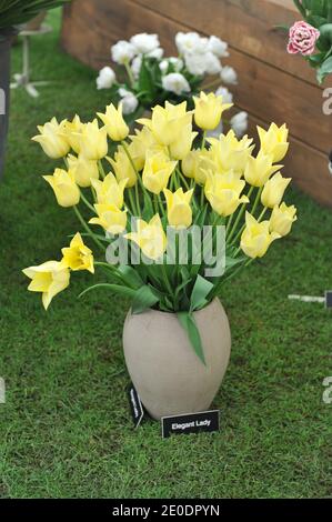 A bouquet of yellow lily-flowered tulips (Tulipa) Elegant Lady in a terra cotta pot on an exhibition in May Stock Photo