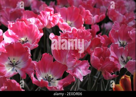 Pink and white parrot tulips (Tulipa) Elsenburg with variegated leaves bloom in a garden in April Stock Photo