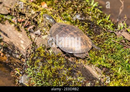 A single medium sized painted turtle resting and sunbathing on a moss covered log in the water at the wetlands on a sunny warm day in early springtime Stock Photo