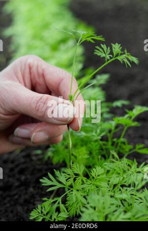 Daucus carota 'Autumn King'. Woman thinning carrot seedlings in a back garden vegetable plot. UK Stock Photo