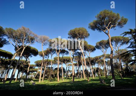 Italy, Rome, Villa Doria Pamphilj Stock Photo