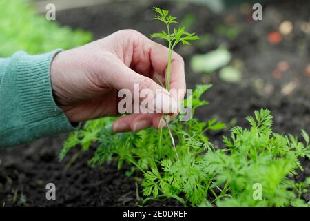 Daucus carota 'Autumn King'. Woman thinning carrot seedlings in a back garden vegetable plot. UK Stock Photo