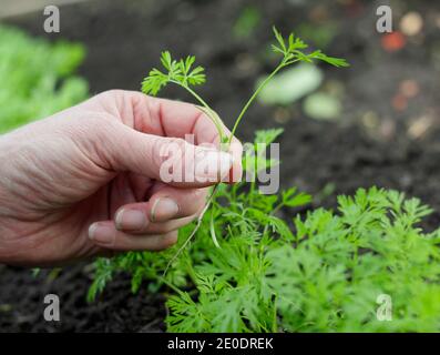 Daucus carota 'Autumn King'. Woman thinning carrot seedlings in a back garden vegetable plot. UK Stock Photo