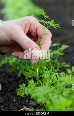 Daucus carota 'Autumn King'. Woman thinning carrot seedlings in a back garden vegetable plot. UK Stock Photo