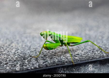 Green praying mantis on grey marble floor in Mallorca Spain. Stock Photo