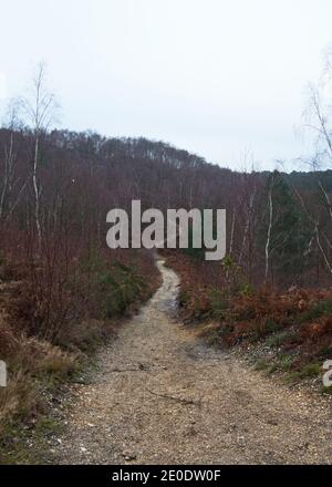 Pirbright Ranges in winter, Surrey, England Stock Photo - Alamy