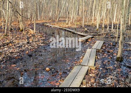 Belleville, Michigan - A boardwalk on a hiking trail through wetlands in Lower Huron Metropark. Stock Photo